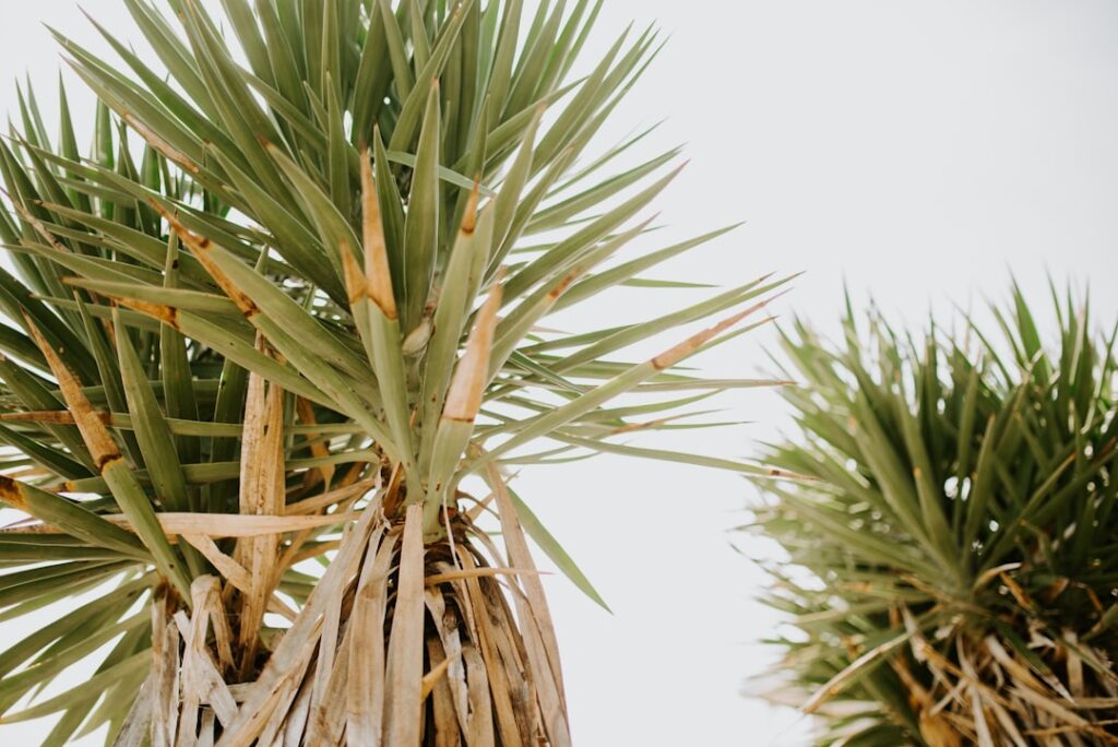 pflegehinweise für yucca-palmen: tipps zur bewässerung, lichtbedarf und optimale wachstumsbedingungen für gesunde und schöne yucca-palmen.