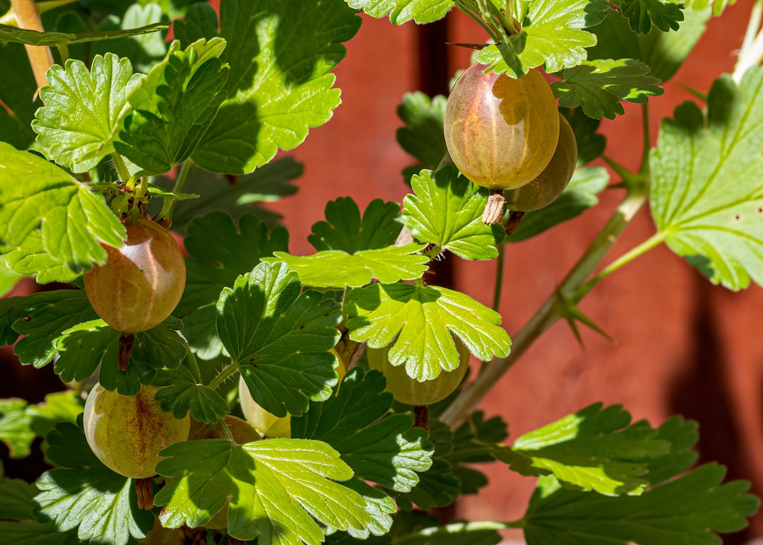 entdecken sie die gesundheitlichen vorteile der stachelbeere: reich an vitaminen, antioxidantien und unterstützend für das immunsystem, die verdauung und die hautgesundheit.
