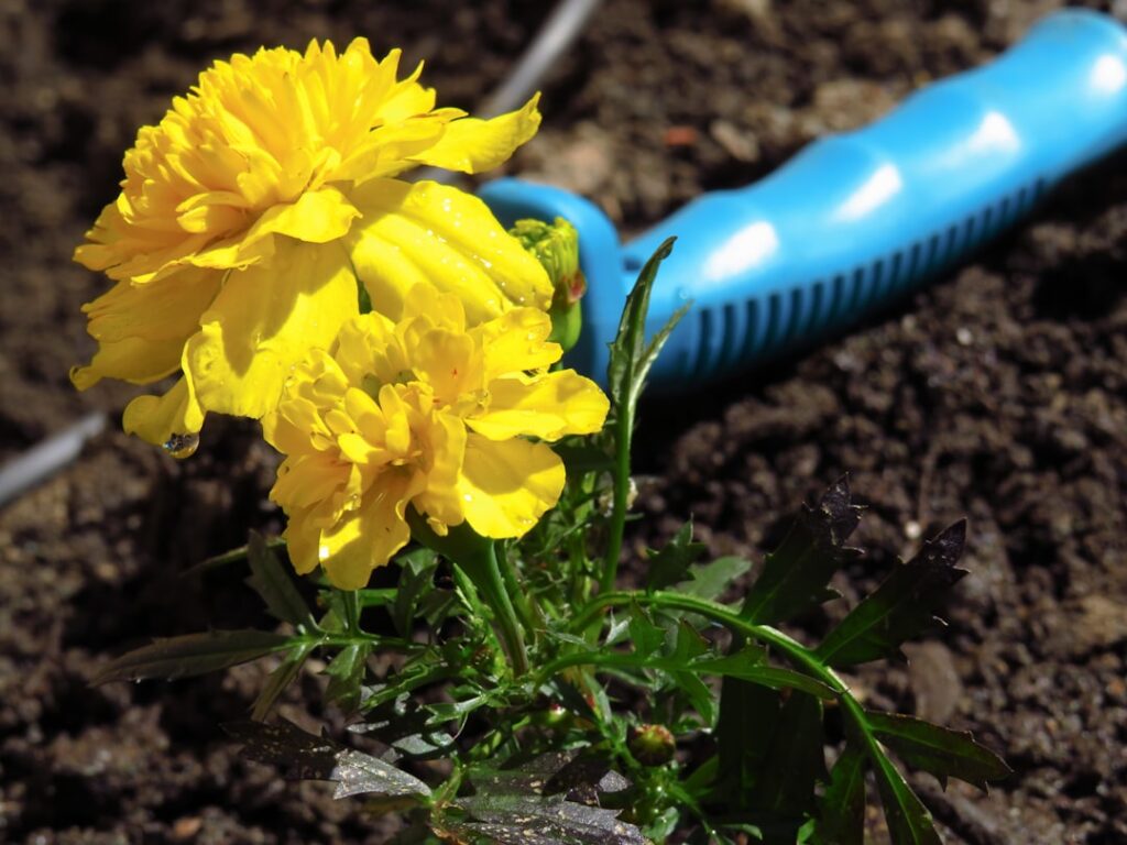 effektiver unkrautentferner für garten und wege – einfach anzuwenden und umweltfreundlich. entfernt unkraut schnell und gründlich ohne chemie.